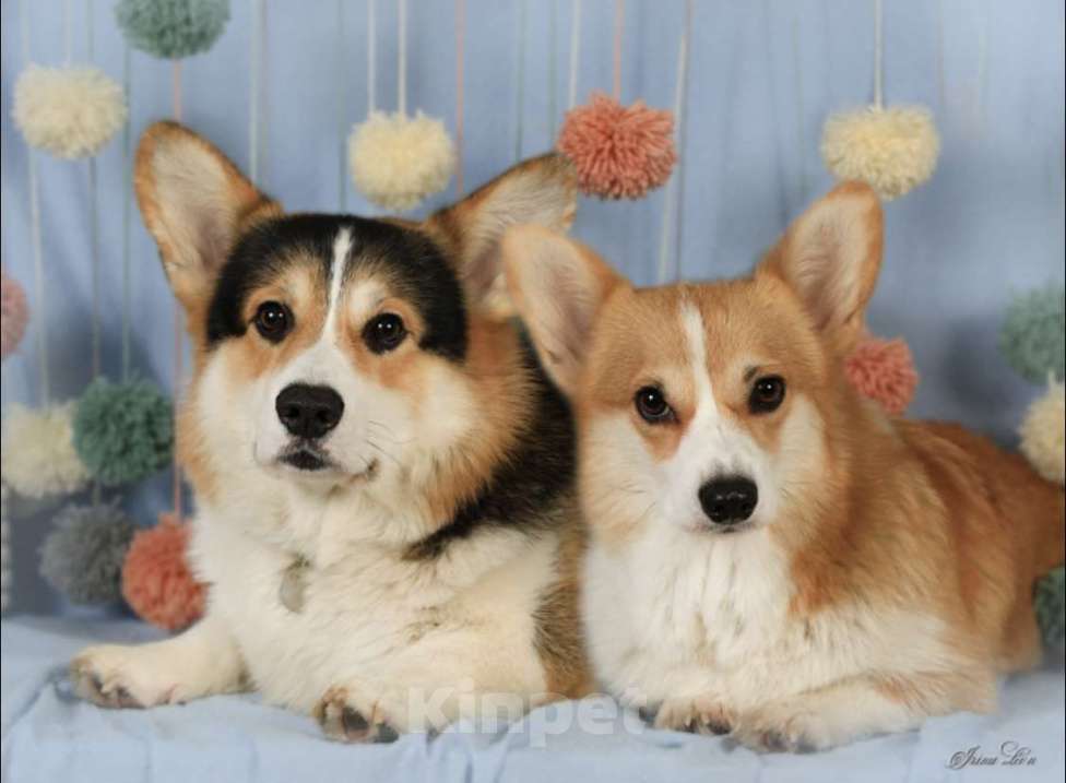 Собаки в Москве: Чакибусенок #2 - замечательный компанейский мальчик рыже-белый (возможно Соболь). С хвостиком  Мальчик, Бесплатно - фото 8