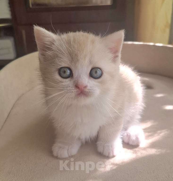 Кошки в Ярославле: Шотландский короткошерстный мальчик Мальчик, 25 000 руб. - фото 8