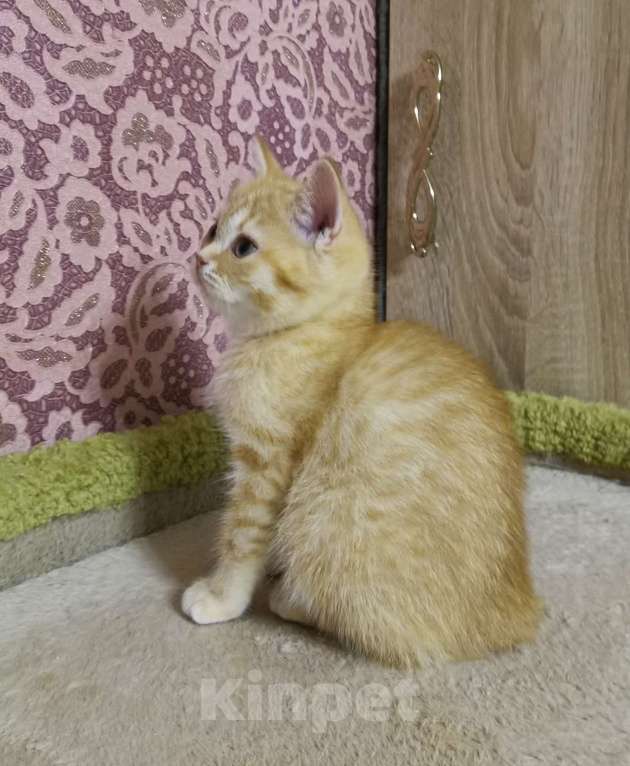 Кошки в Москве: Котята Шотландские  Девочка, 10 000 руб. - фото 2