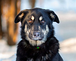 Собаки в Москве: Самый добрый пёс на свете в поисках семьи Мальчик, Бесплатно - фото 7