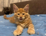 Кошки в Череповце: Котята Мейн Кун Мальчик, Бесплатно - фото 6