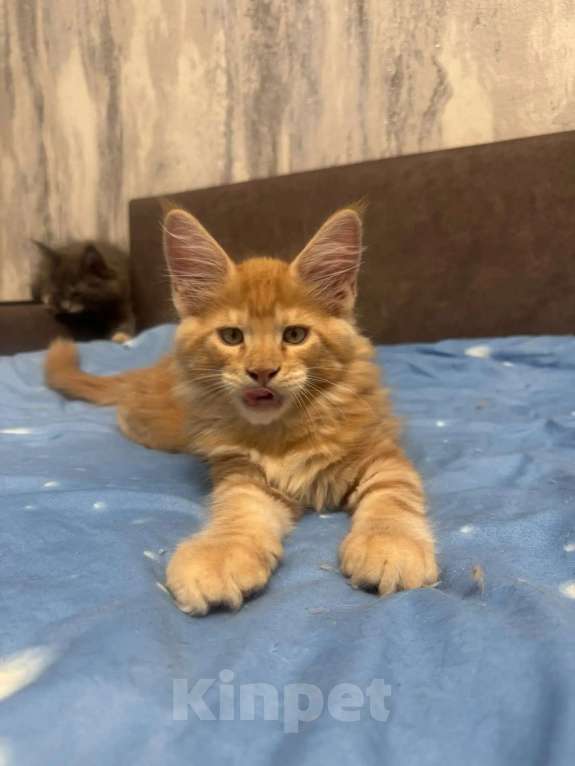 Кошки в Череповце: Котята Мейн Кун Мальчик, Бесплатно - фото 6