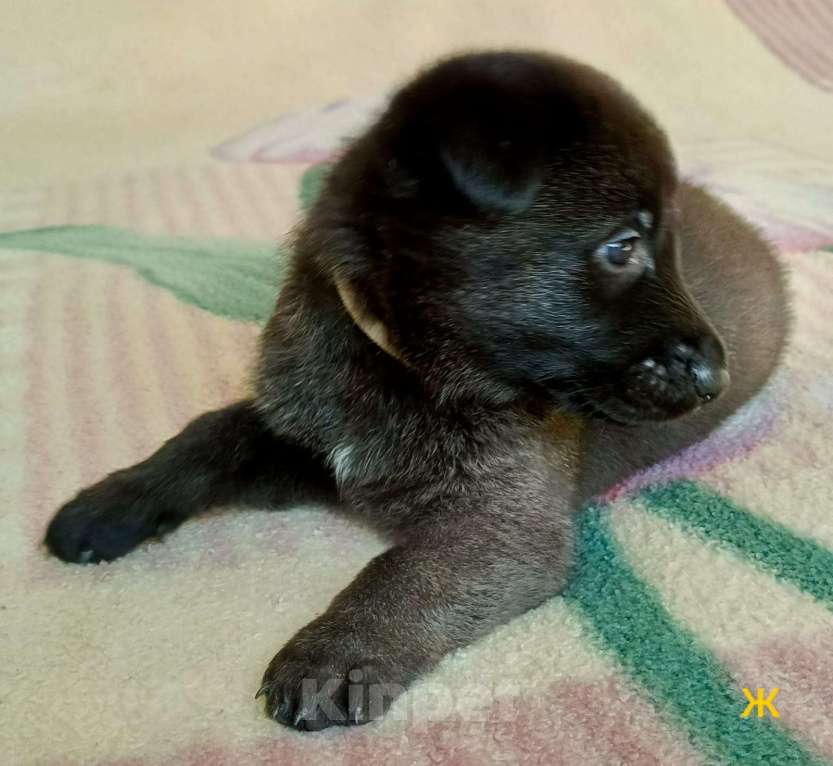 Собаки в других городах Краснодарского края: Продам щенков немецкой овчарки. Мальчик, 17 000 руб. - фото 4