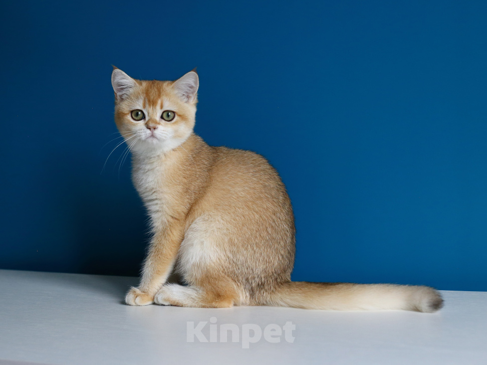 Кошки в Нерехте: Породистый британский котёнок Девочка, 40 000 руб. - фото 2