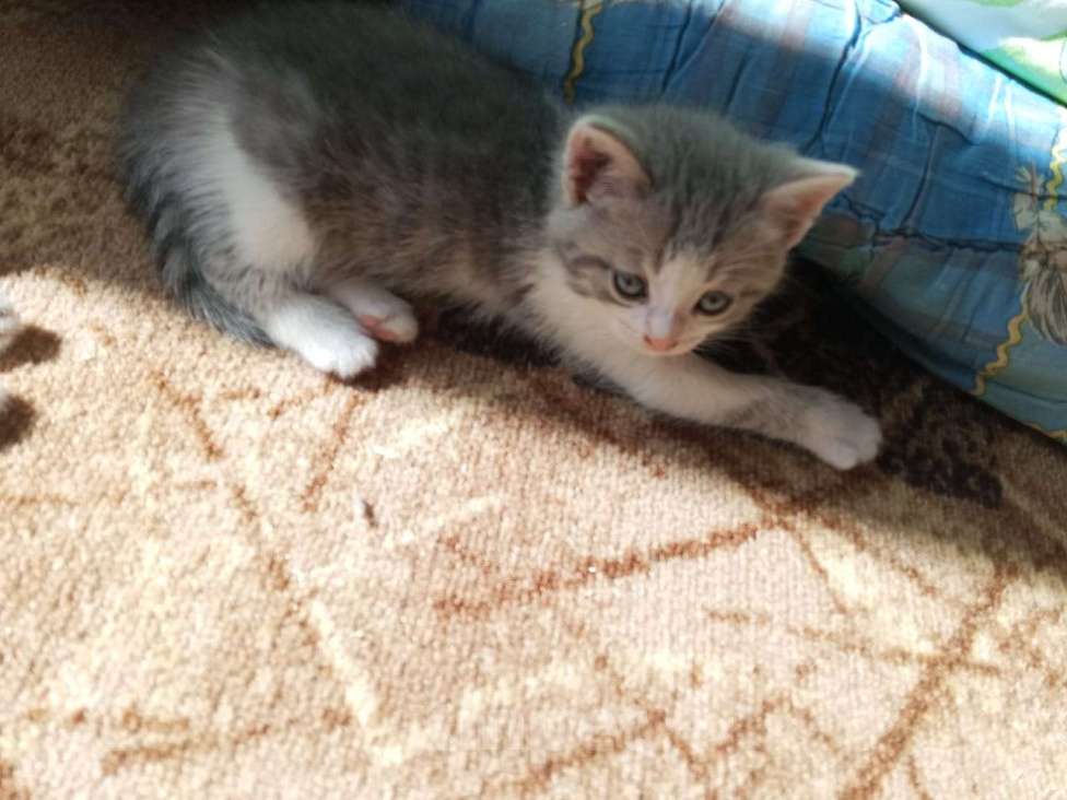Кошки в Казани:  отдам котят от домашней кошки  Девочка, Бесплатно - фото 1
