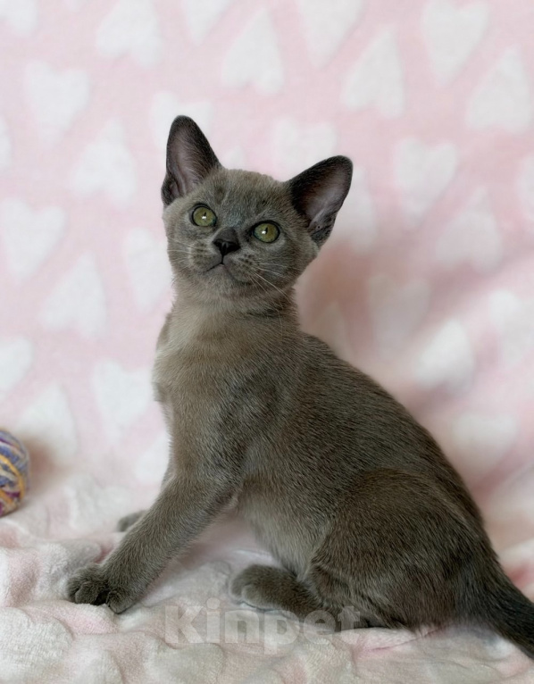 Кошки в Москве: Бурманская девочка.😻открыто бронирование!🔥 Девочка, 120 000 руб. - фото 1