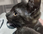 Кошки в Омске: Мия Девочка, Бесплатно - фото 2