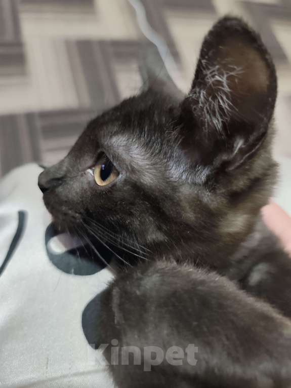 Кошки в Омске: Мия Девочка, Бесплатно - фото 2