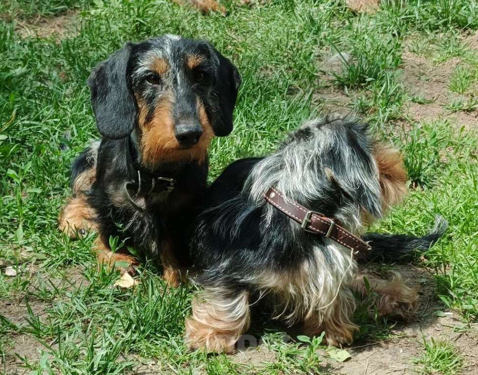 Собаки в других городах Московской области: Кобель таксы миниатюрной Мальчик, 60 000 руб. - фото 3