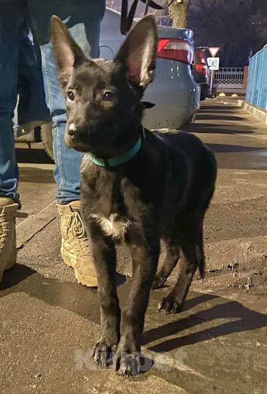 Собаки в Москве: Милые щенки в добрые руки Девочка, 1 руб. - фото 3