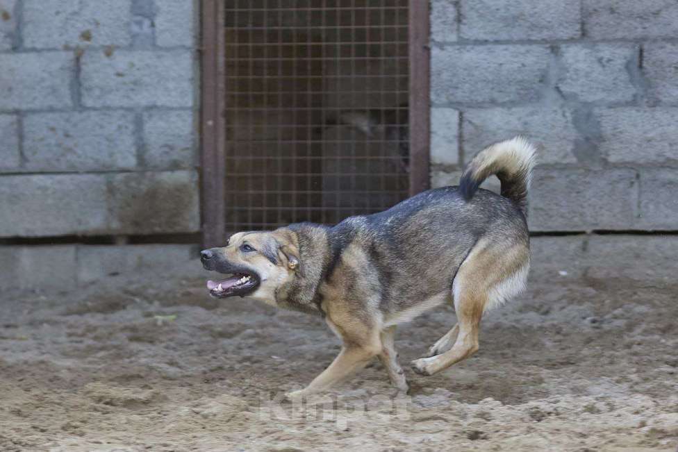 Собаки в Москве: Ода ищет дом Девочка, Бесплатно - фото 4