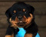 Собаки в Воронеже: Продажа щенки ротвейлера Мальчик, Бесплатно - фото 2