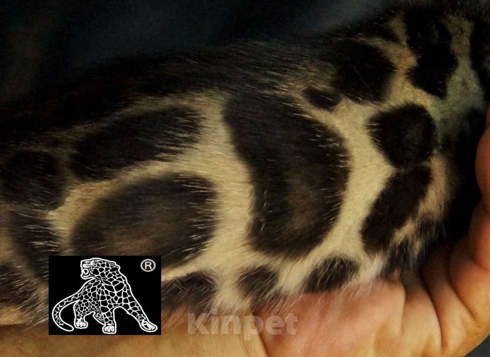 Кошки в Петропавловске-Камчатском: Бенгальский котик. ШОУ. Профессиональный питомник. Мальчик, Бесплатно - фото 3