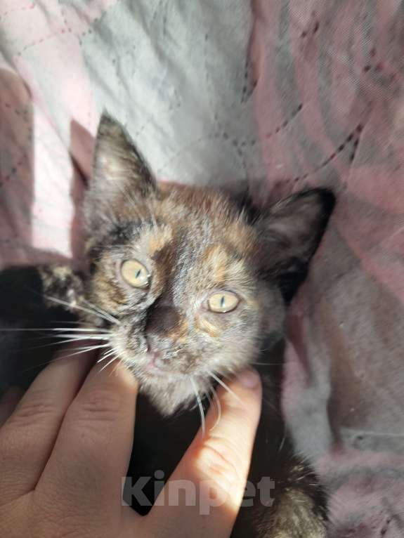 Кошки в Краснокамске: Отдам котенка в добрые руки  Девочка, Бесплатно - фото 2