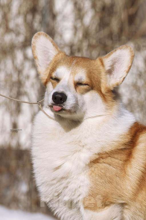 Собаки в Белоозёрском: ЭДВАРД ПРИНЦ из Ксаро Честная игра Мальчик, 70 000 руб. - фото 4