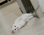 Кошки в Челябинске: Отдам кота Мальчик, Бесплатно - фото 1