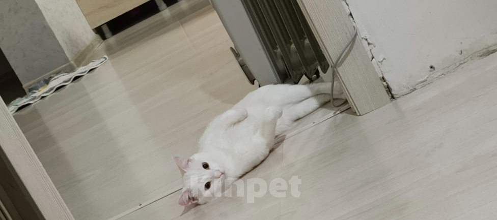 Кошки в Челябинске: Отдам кота Мальчик, Бесплатно - фото 1