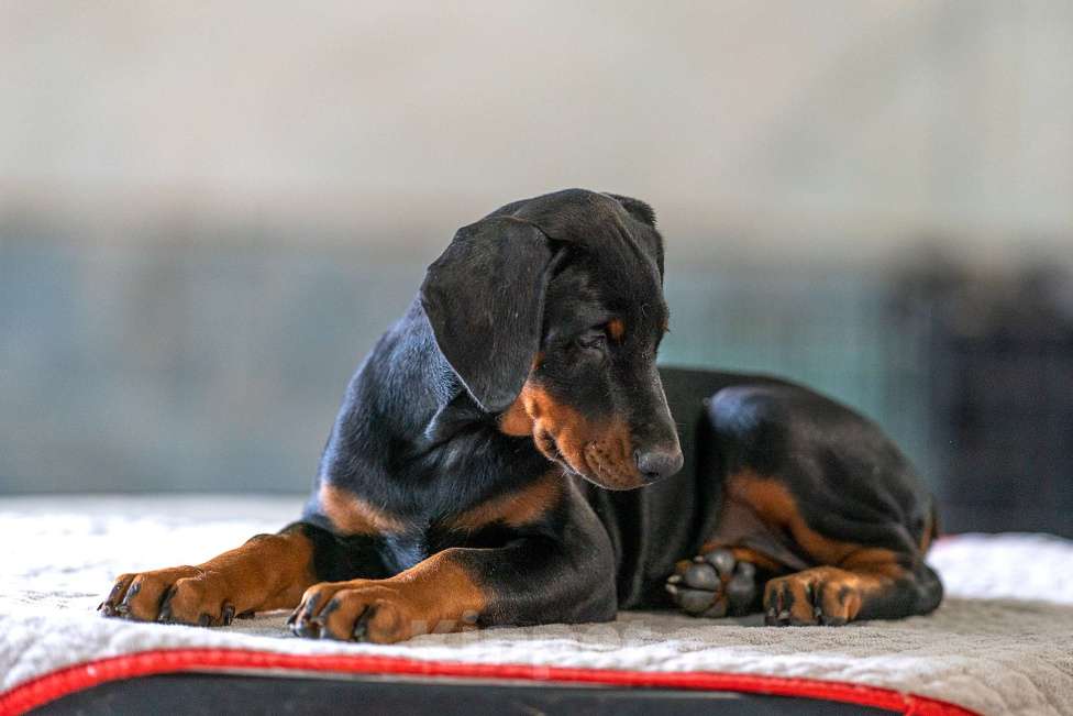 Собаки в Москве: Перспективные щенки добермана Мальчик, 80 000 руб. - фото 2