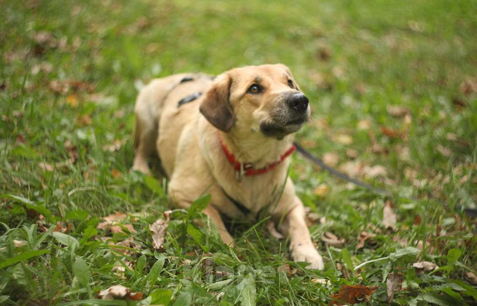 Собаки в Москве: Добрая и небольшая Девочка, Бесплатно - фото 3