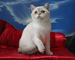 Кошки в Клине: Котик с синими глазами Мальчик, 25 000 руб. - фото 1