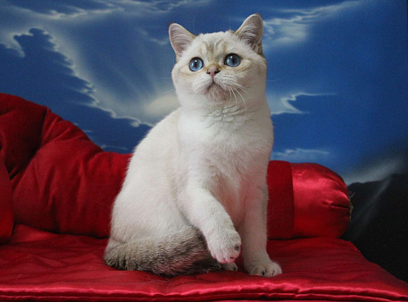 Объявление: Котик с синими глазами, 25 000 руб., Клин