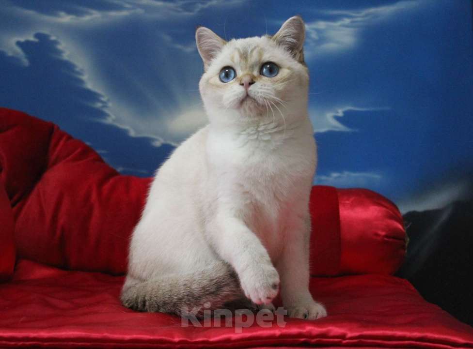 Кошки в Клине: Котик с синими глазами Мальчик, 25 000 руб. - фото 1