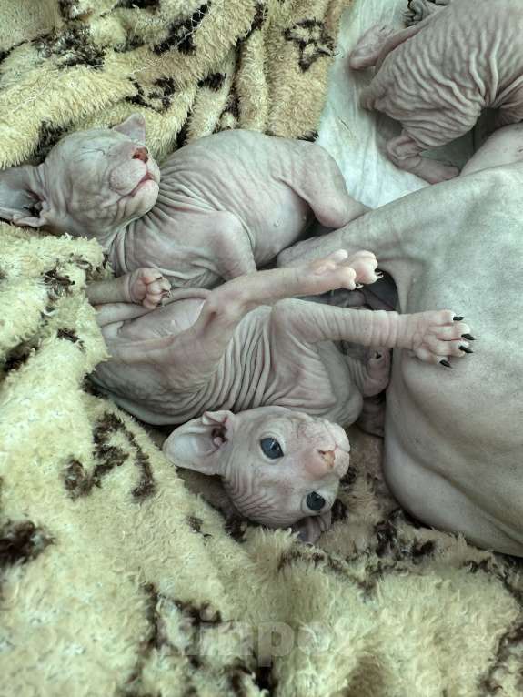 Кошки в Стерлитамаке: Котята донского сфинкса  Девочка, 6 500 руб. - фото 8