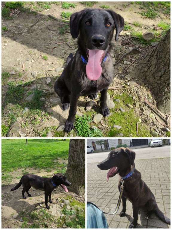 Собаки в Сочи: В добрые руки Девочка, 1 000 руб. - фото 1