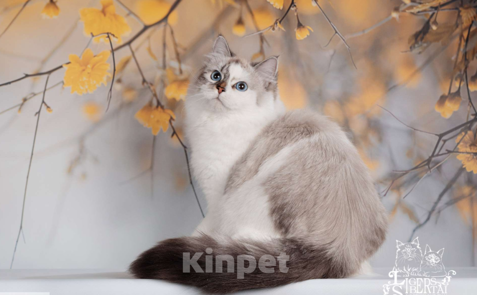 Кошки в Москве: невский маскарадный котенок Девочка, 55 000 руб. - фото 4