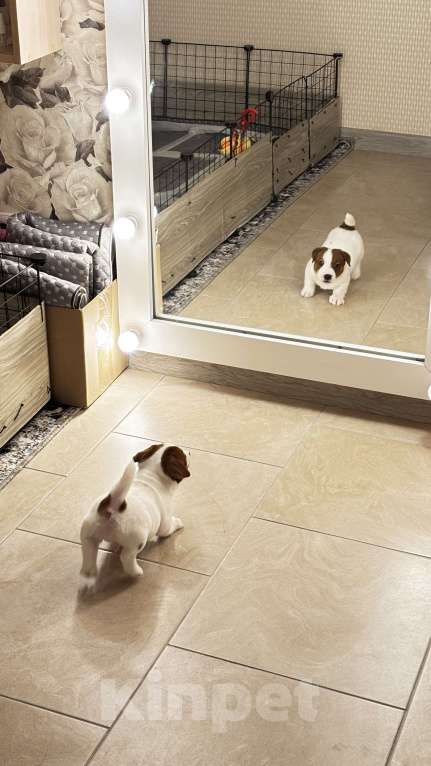 Собаки в Москве: Щенок джек-рассел-терьер от титулованных родителей Девочка, 1 руб. - фото 2