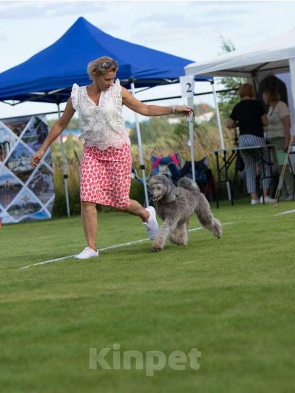 Собаки в Ярославле: Средний пудель серебро Мальчик, Бесплатно - фото 4