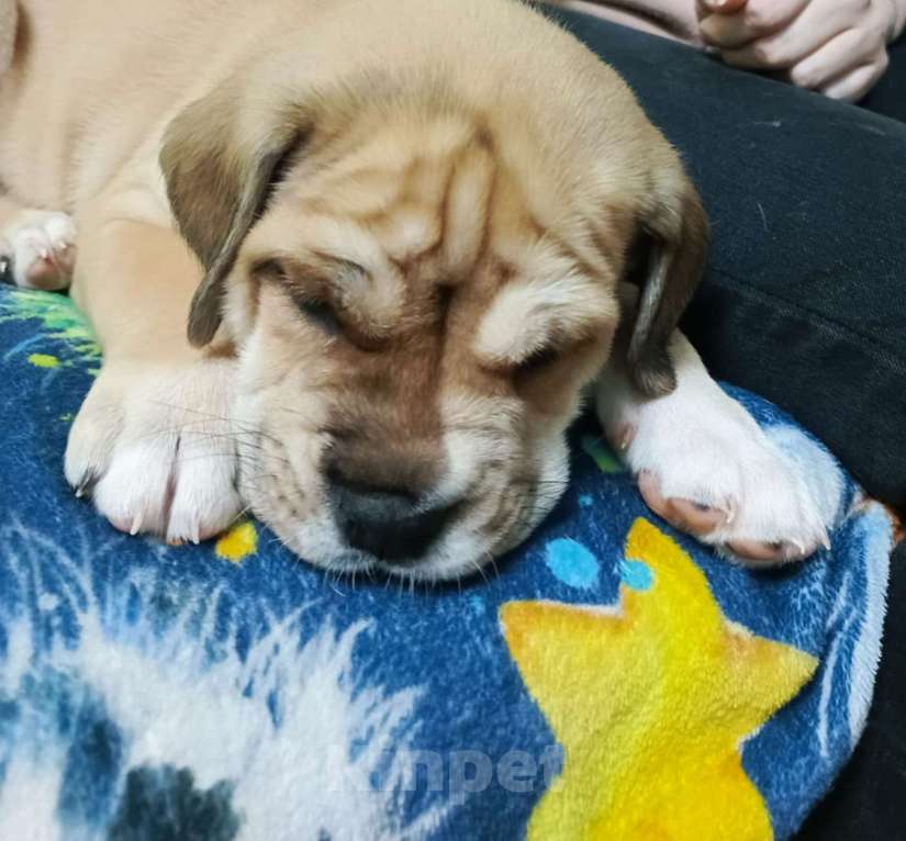 Собаки в Москве: Щенки Кадебо Мальчик, Бесплатно - фото 3