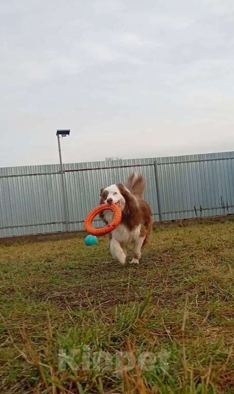 Собаки в Санкт-Петербурге: Австралийская овчарка аусси в дар Мальчик, Бесплатно - фото 4