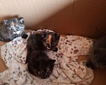 Кошки в Солнечногорске: Котенок 1 Девочка, Бесплатно - фото 1