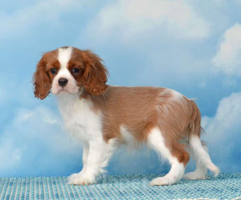 Собаки в Ногинске: Щенки кавалер кинг чарльз спаниель Мальчик, Бесплатно - фото 1