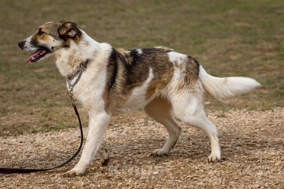 Собаки в Москве: Рокси Девочка, Бесплатно - фото 3