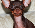 Собаки в Волгограде: Девочка горький шоколад - мини Девочка, 45 000 руб. - фото 2