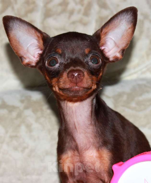Собаки в Волгограде: Девочка горький шоколад - мини Девочка, 45 000 руб. - фото 2