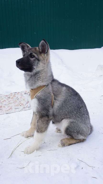 Собаки в Ногинске: Юнона Девочка, Бесплатно - фото 2