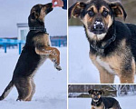 Собаки в Москве: щенок метис овчарки очень ждет хозяина  Мальчик, Бесплатно - фото 1