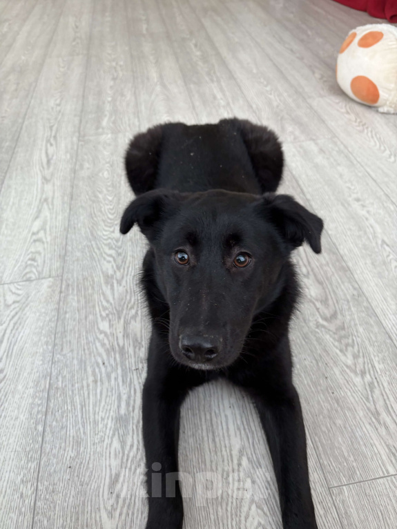 Собаки в Москве: Скромная прилежная Норла ищет семью Девочка, Бесплатно - фото 2