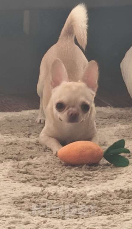 Собаки в Донецке: Предлагается на вязку, кобель породы чихуахуа. Мальчик, 10 000 руб. - фото 2