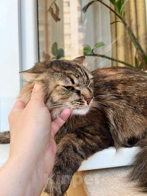 Кошки в Москве: Пушистая кошечка сибирской наружности Джуди в добрые руки Девочка, Бесплатно - фото 5