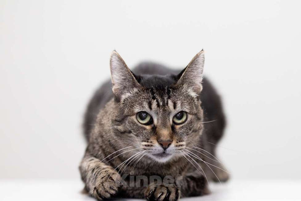 Кошки в Москве: Кошка Тьма в добрые руки Девочка, Бесплатно - фото 5