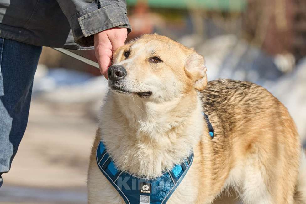 Собаки в Москве: Крупная собака в добрые руки Девочка, Бесплатно - фото 4