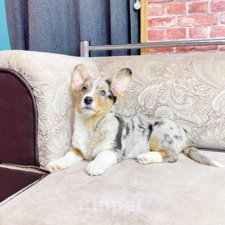 Собаки в Москве: Щенки вельш-корги кардиган Мальчик, Бесплатно - фото 2