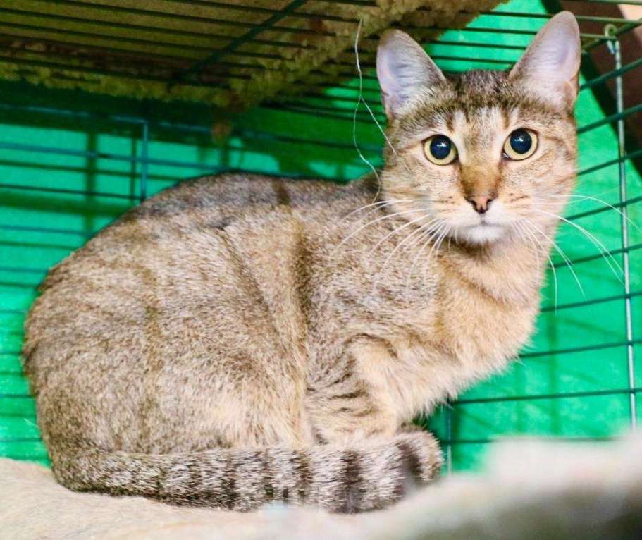 Кошки в Москве: Кошечка Веста - юная полосаточка в дар Девочка, Бесплатно - фото 4