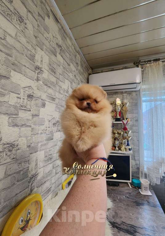 Собаки в Москве: Толстолапая девочка померанского шпица питомник РКФ Девочка, Бесплатно - фото 2