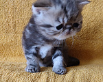 Кошки в Санкт-Петербурге: Экзотический котенок Мальчик, Бесплатно - фото 1