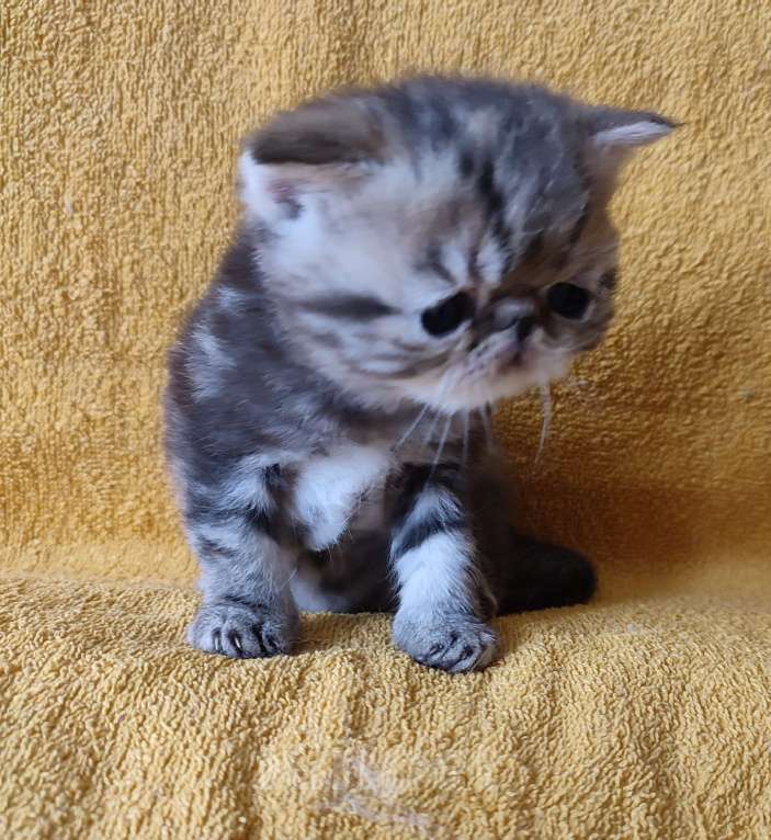 Кошки в Санкт-Петербурге: Экзотический котенок Мальчик, Бесплатно - фото 1